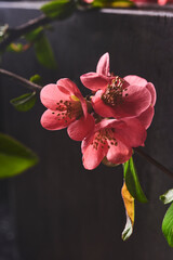 A beautiful image of spring pink flowers over dark background