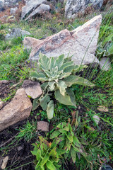 Verbascum boerhavii L. y granito