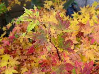 Maple tree turning colours in Autumn 2