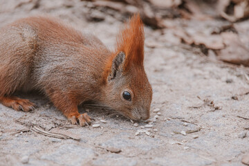 little red squirrel in autumn winter park in Poland
