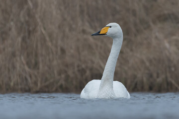 A whooper swan swimming by on a cloudy day, photographed in the Netherlands.