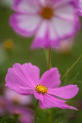 pink wild flowers in grassland