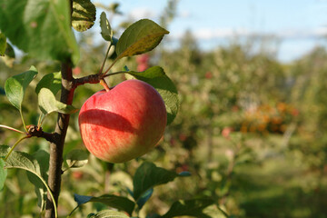 A close up of ripe apple on a branch in an orchard on a sunny morning, copy space for text. Medium-sized apple with yellowish skin with an orange blush and red stripes