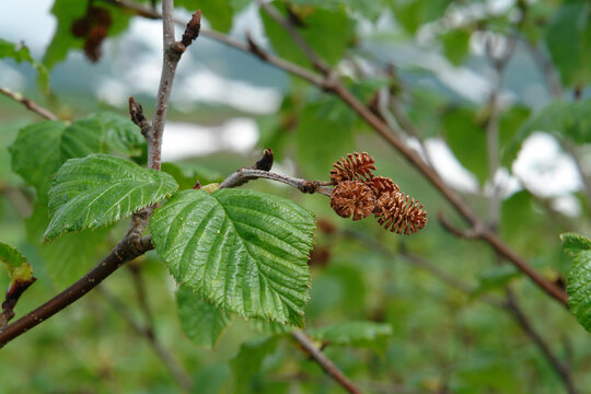 Flora of Kamchatka Peninsula: the last year's empty mature cones and new spring leaves of green alder (Alnus alnobetula subsp. fruticosa or Alnus viridis subsp. fruticosa)