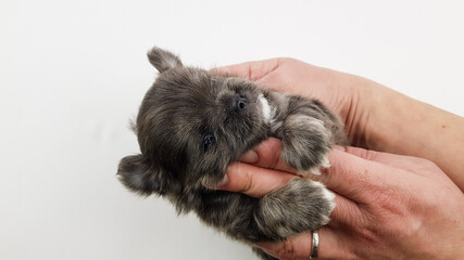 a gray Chihuahua puppy embraces a man's fingers with its paws. the dog expresses his love for the owner.