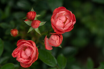 closeup of red camellia flowers