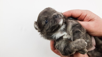 a chihuahua puppy of smoky color in the hands of a man. a person expresses his love and kindness to a small puppy.