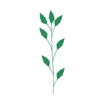 long leaves plant