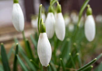 Close-Up Of Snowdrops Blooming Outdoors
