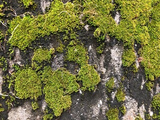 moss on tree