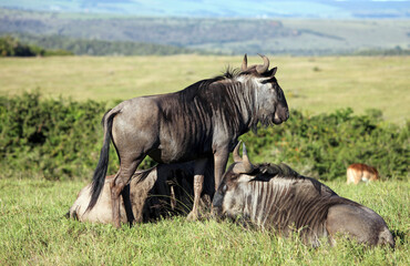 Fototapeta premium Group of Wildebeest, Eastern Cape, South Africa 