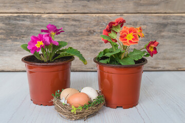 Easter or spring still life. Birdnest with eggs and two flowerpots with blooming primroses on wooden background