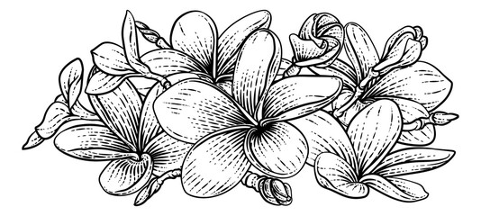 A Plumeria Or Frangipani Tropical Bali Flower In A Vintage Woodcut Etching Vintage Drawing Style - obrazy, fototapety, plakaty