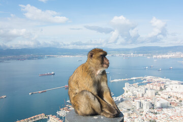 Naklejka premium scimmia sulla rocca di gibilterra