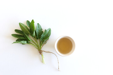 Medicinal herb Betonica officinalis, common names betony, purple betony, isolated on white background.An infusion made from betony leaves.
