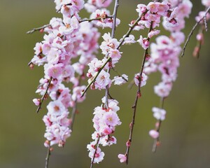 しだれ梅の桃色の花