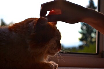 cat mooshroom