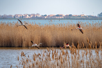 Flock of flamingos coming in to land at bird sanctuary in south France