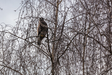Greifvogel im Baum