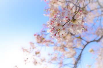 桜