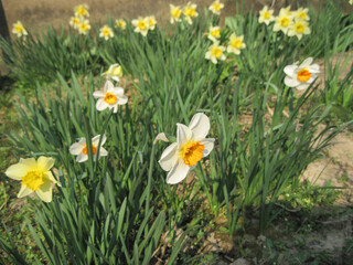 yellow daffodils in the grass