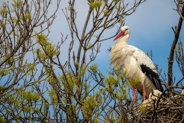 Pair of storks in nest druing mating season