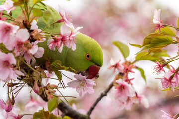 ワカケホンセイインコ