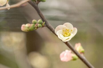 春はもうすぐ