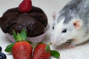 A cute and funny decorative white gray rat sniffs and wants to eat a delicious baked cupcake or muffin. Juicy strawberries and blueberries lie nearby. Rodent laboratory close-up.