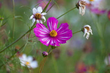 Pink garden cosmos flower in the garden of the nature.	
