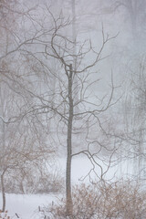 Fototapeta na wymiar Dry tree in winter fog on cloudy snowy evening