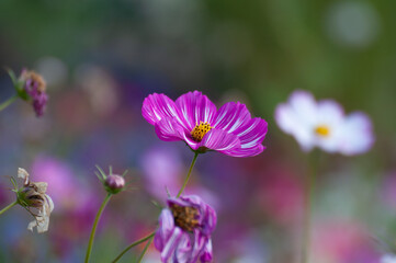Fototapeta premium Pink garden cosmos flower in the garden of the nature. 