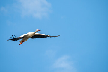 Stork flying through the air to it's nest in bird sanctuary