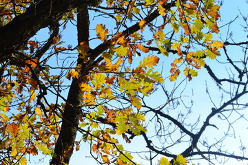 autumn leaves against sky