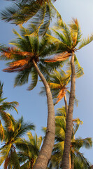 Fototapeta na wymiar Coconut trees and sky pictures