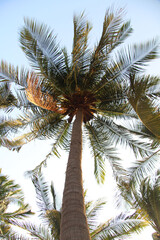 Fototapeta na wymiar Coconut trees and sky pictures