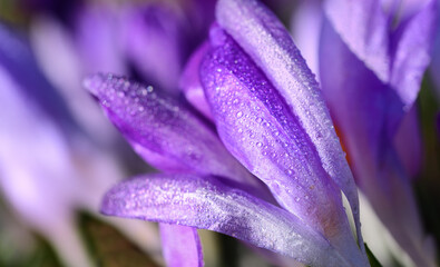 Close up of purple crocus petals covered with water droplets in springtime