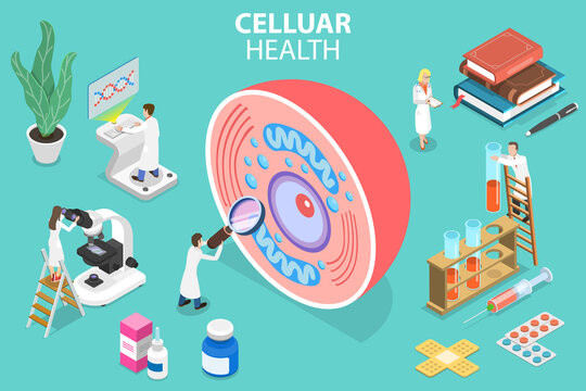 3D Isometric Flat Vector Conceptual Illustration of Cellular Health, Laboratory Research, Human Cell Structure.