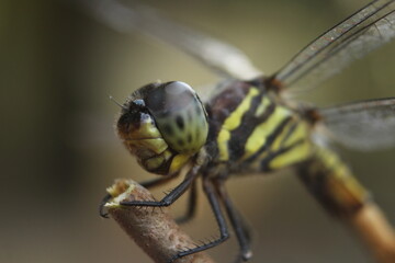 close up of a dragonfly(Potamarcha congener)