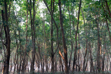 Beside view of rubber tree in the vast forest. There are traces of cutting for agricultural products.