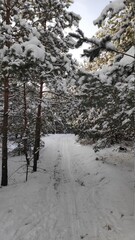 snow covered trees