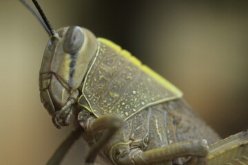close up of a grasshopper