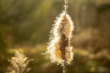 Fluff Cotton Cattail reed (Typha latifolia)