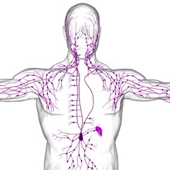Human Lymph Nodes Anatomy For Medical Concept 3D Rendering