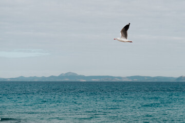 Seagull flying above the sea on the cloudy day located in Great Keppel Island, Queensland, Australia