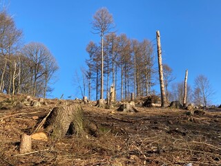 Wald stirbt durch Borkenkäfer ab