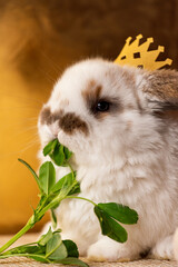 Bunny with Easter eggs