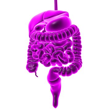 Human Digestive System Anatomy For Medical Concept 3D Rendering