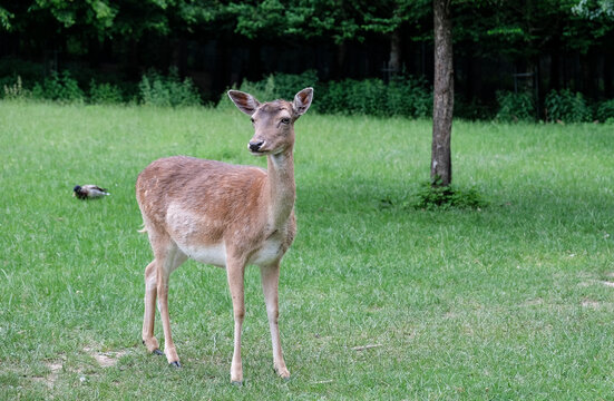 Young deers on a clearing in front of a forest
