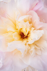 Obraz premium Peony close up